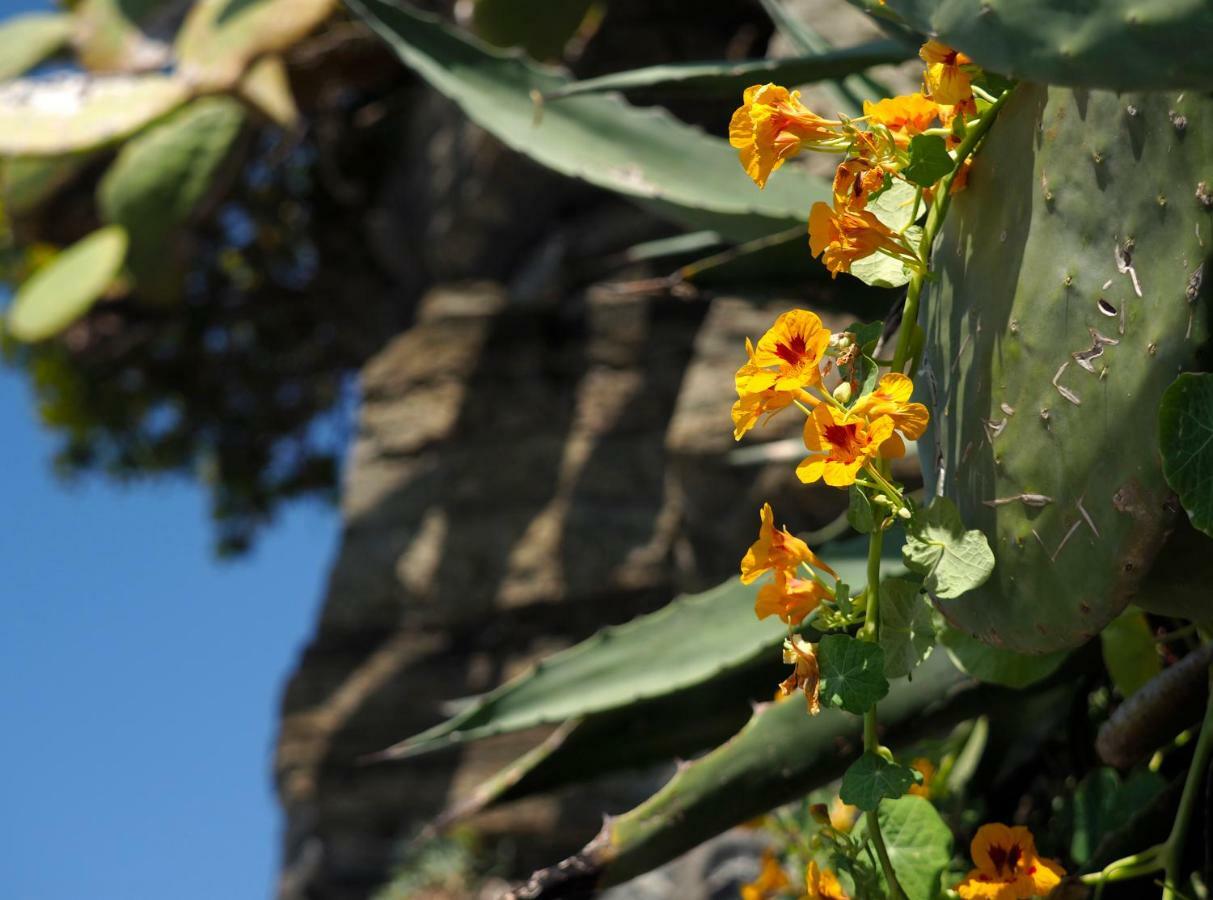 Agave Room Rental Riomaggiore Kültér fotó